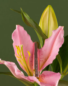 High on Love - Lip Gloss Pentru Cupluri cu Plumping si Stimulare